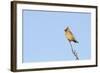 Waxwing (Bombycilla Garrulus) Perched in a Tree, Whitstable, Kent, England, UK, February-Terry Whittaker-Framed Photographic Print