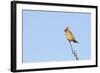 Waxwing (Bombycilla Garrulus) Perched in a Tree, Whitstable, Kent, England, UK, February-Terry Whittaker-Framed Photographic Print