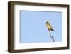 Waxwing (Bombycilla Garrulus) Perched in a Tree, Whitstable, Kent, England, UK, February-Terry Whittaker-Framed Photographic Print