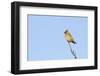 Waxwing (Bombycilla Garrulus) Perched in a Tree, Whitstable, Kent, England, UK, February-Terry Whittaker-Framed Photographic Print