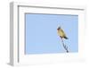 Waxwing (Bombycilla Garrulus) Perched in a Tree, Whitstable, Kent, England, UK, February-Terry Whittaker-Framed Photographic Print