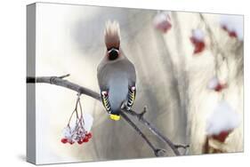 Waxwing (Bombycilla Garrulus) Perched on Snow Covered Rowan Branch (Sorbus Sp), Kuusamo, Finland-Markus Varesvuo-Stretched Canvas