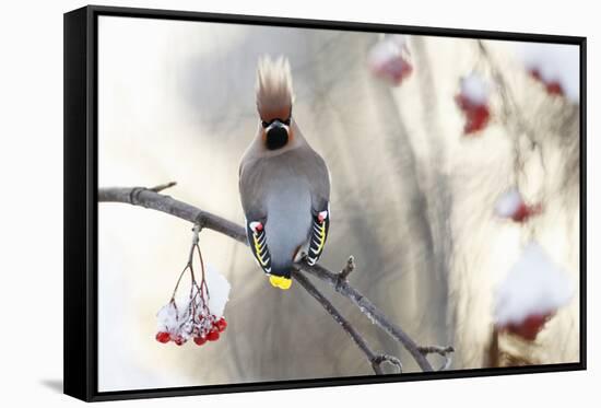 Waxwing (Bombycilla Garrulus) Perched on Snow Covered Rowan Branch (Sorbus Sp), Kuusamo, Finland-Markus Varesvuo-Framed Stretched Canvas