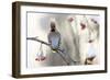 Waxwing (Bombycilla Garrulus) Perched on Snow Covered Rowan Branch (Sorbus Sp), Kuusamo, Finland-Markus Varesvuo-Framed Photographic Print