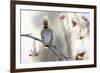 Waxwing (Bombycilla Garrulus) Perched on Snow Covered Rowan Branch (Sorbus Sp), Kuusamo, Finland-Markus Varesvuo-Framed Photographic Print