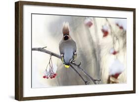 Waxwing (Bombycilla Garrulus) Perched on Snow Covered Rowan Branch (Sorbus Sp), Kuusamo, Finland-Markus Varesvuo-Framed Photographic Print