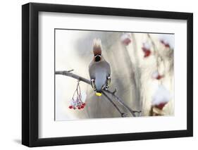 Waxwing (Bombycilla Garrulus) Perched on Snow Covered Rowan Branch (Sorbus Sp), Kuusamo, Finland-Markus Varesvuo-Framed Photographic Print