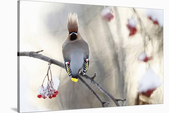 Waxwing (Bombycilla Garrulus) Perched on Snow Covered Rowan Branch (Sorbus Sp), Kuusamo, Finland-Markus Varesvuo-Stretched Canvas