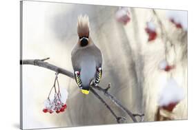 Waxwing (Bombycilla Garrulus) Perched on Snow Covered Rowan Branch (Sorbus Sp), Kuusamo, Finland-Markus Varesvuo-Stretched Canvas
