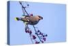 Waxwing Eating Berries Form a Tree and Showing-null-Stretched Canvas