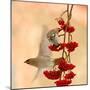 Waxwings-Dmitry Dubikovskiy-Mounted Photographic Print