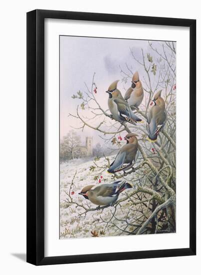 Waxwings-Carl Donner-Framed Giclee Print