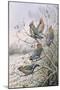 Waxwings-Carl Donner-Mounted Giclee Print