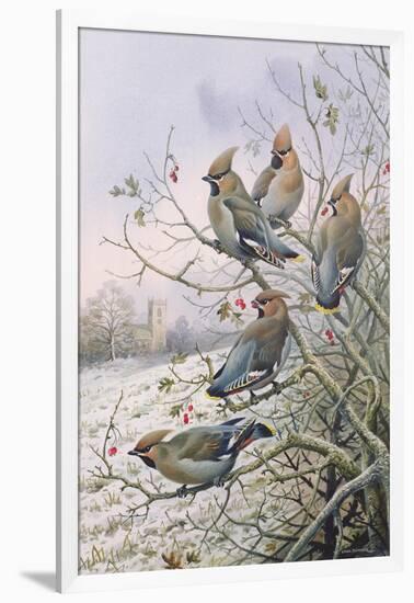 Waxwings-Carl Donner-Framed Giclee Print