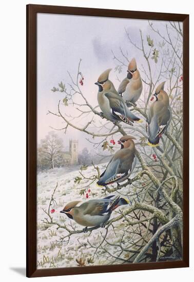 Waxwings-Carl Donner-Framed Giclee Print