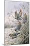 Waxwings-Carl Donner-Mounted Giclee Print