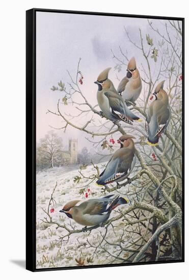 Waxwings-Carl Donner-Framed Stretched Canvas