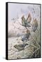 Waxwings-Carl Donner-Framed Stretched Canvas