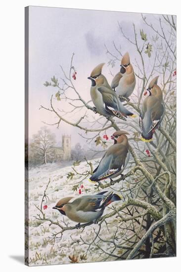 Waxwings-Carl Donner-Stretched Canvas