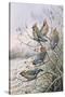 Waxwings-Carl Donner-Stretched Canvas