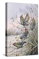 Waxwings-Carl Donner-Stretched Canvas