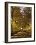 Way, Avenue, Lime-Trees, Autumn-Thonig-Framed Photographic Print