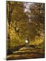 Way, Avenue, Lime-Trees, Autumn-Thonig-Mounted Photographic Print