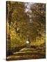 Way, Avenue, Lime-Trees, Autumn-Thonig-Stretched Canvas