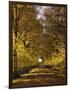 Way, Avenue, Lime-Trees, Autumn-Thonig-Framed Photographic Print