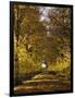 Way, Avenue, Lime-Trees, Autumn-Thonig-Framed Photographic Print
