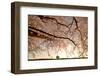 Way Back-Takanobu?Nushi-Framed Photographic Print