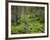 Way Through a Forest at Krimml, Gerlos Pass, Pinzgau, Salzburg, Austria-Rainer Mirau-Framed Photographic Print