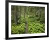 Way Through a Forest at Krimml, Gerlos Pass, Pinzgau, Salzburg, Austria-Rainer Mirau-Framed Photographic Print