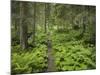 Way Through a Forest at Krimml, Gerlos Pass, Pinzgau, Salzburg, Austria-Rainer Mirau-Mounted Photographic Print