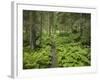 Way Through a Forest at Krimml, Gerlos Pass, Pinzgau, Salzburg, Austria-Rainer Mirau-Framed Photographic Print