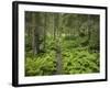 Way Through a Forest at Krimml, Gerlos Pass, Pinzgau, Salzburg, Austria-Rainer Mirau-Framed Photographic Print