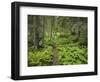 Way Through a Forest at Krimml, Gerlos Pass, Pinzgau, Salzburg, Austria-Rainer Mirau-Framed Photographic Print