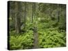 Way Through a Forest at Krimml, Gerlos Pass, Pinzgau, Salzburg, Austria-Rainer Mirau-Stretched Canvas