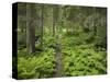 Way Through a Forest at Krimml, Gerlos Pass, Pinzgau, Salzburg, Austria-Rainer Mirau-Stretched Canvas