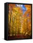 Way to Fall-Philippe Sainte-Laudy-Framed Stretched Canvas