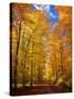 Way to Fall-Philippe Sainte-Laudy-Stretched Canvas