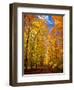 Way to Fall-Philippe Sainte-Laudy-Framed Photographic Print