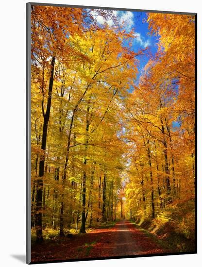 Way to Fall-Philippe Sainte-Laudy-Mounted Photographic Print