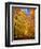 Way to Fall-Philippe Sainte-Laudy-Framed Premium Photographic Print