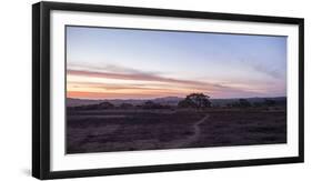 way to the arbor vitae on large field, lonely, alone, Nigeria, Africa, evening mood, sky, sundown-Peter Kreil-Framed Photographic Print