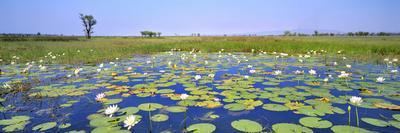 Lily Pond-Wayne Bradbury-Photographic Print