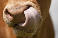 Domestic Cattle, Limousin cow, close-up of muzzle, licking nose-Wayne Hutchinson-Photographic Print