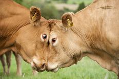 Domestic Cattle, Limousin cows, close-up of heads, fighting each other-Wayne Hutchinson-Photographic Print