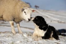 Domestic Sheep, four mule lambs, standing in upland pasture, Cumbria-Wayne Hutchinson-Photographic Print