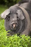 Domestic Pig, British Saddleback, freerange sow, close-up of head-Wayne Hutchinson-Photographic Print